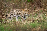 Levhart skvrnity - Panthera pardus - Leopard o8676